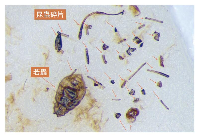 于显微镜下的轻质异物