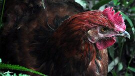 消費者委員會就《公眾衞生（動物及禽鳥）（動物售賣商）規例》（第139B章）修訂建議的意見